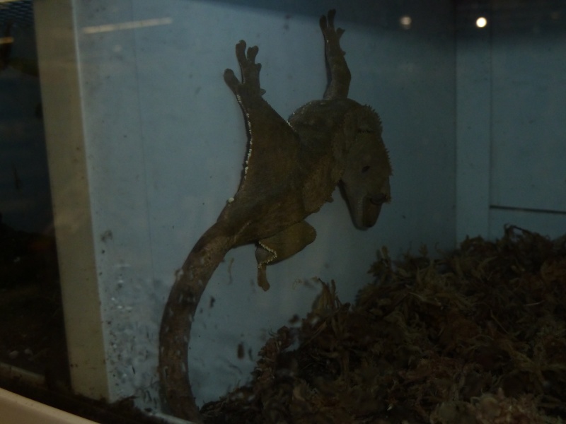 photos de l'exposition de reptiles maxizoo a plan de campagn P1000310
