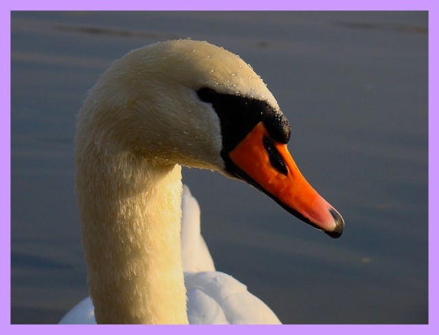 un cygne Dsc03810