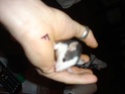 donne bebe rats 8 male 7femelle lorient Dsc02920