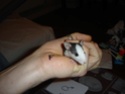 donne bebe rats 8 male 7femelle lorient Dsc02921
