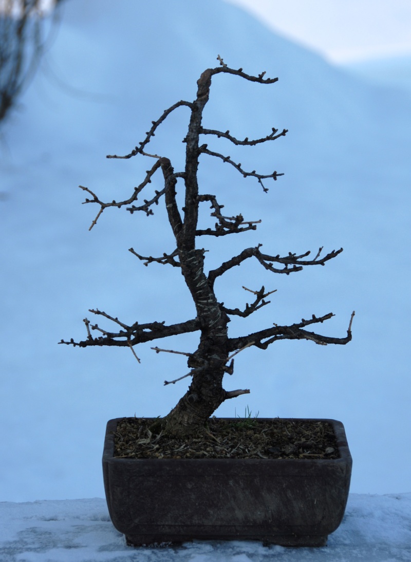 Future of a poor small larch in winter... 03_12_12