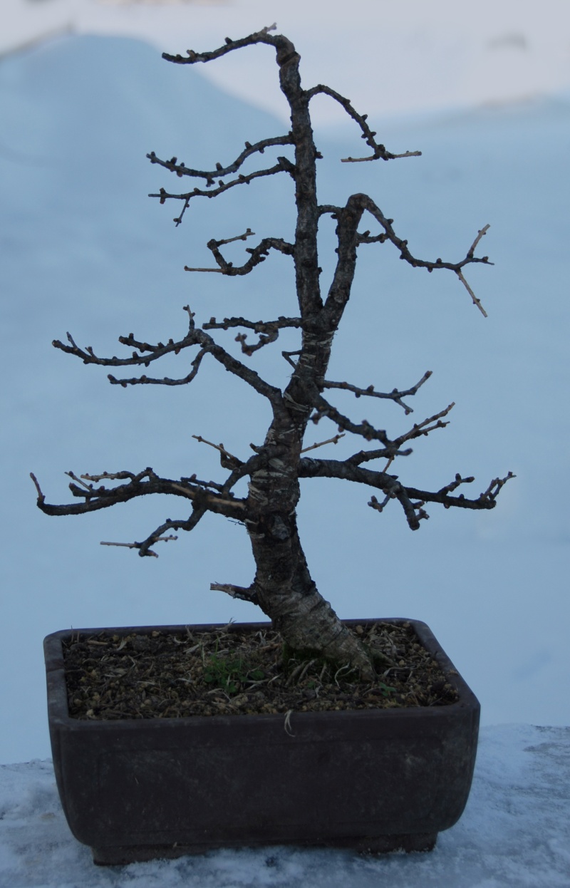 Future of a poor small larch in winter... 03_12_13