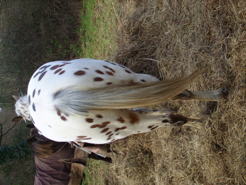 Recherche cheval PAINT ou QUARTER horse Urican13
