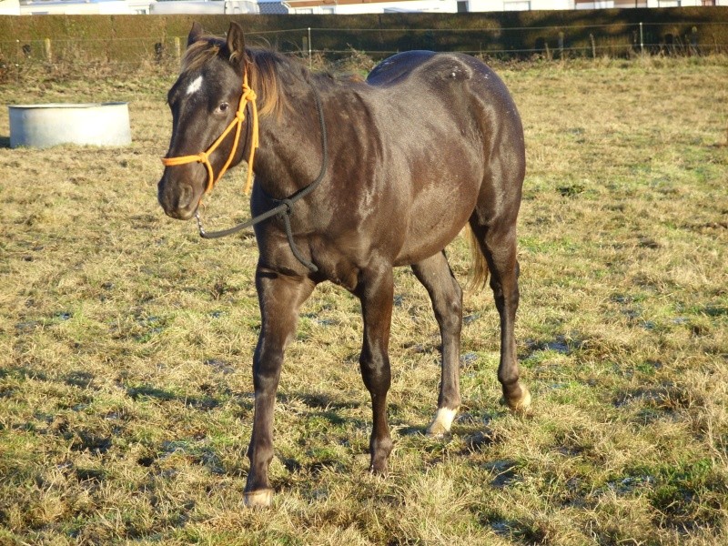 hongre 2 ans chocolat avec spots sur la croupe Vagas_14