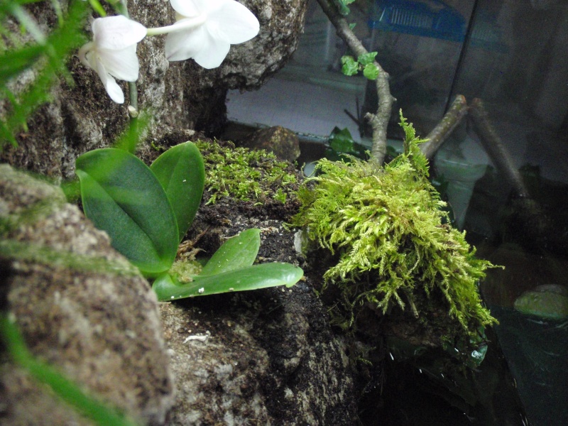 paludarium pour mes tylototritons verrucosus P3091717