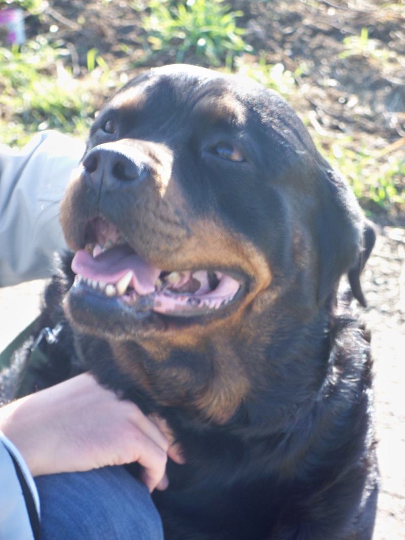 Romin, rottweiller de 10 ans 100_1316