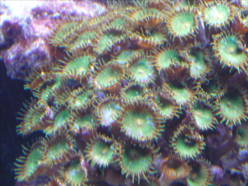zoanthus ... malade? Aqua1_12