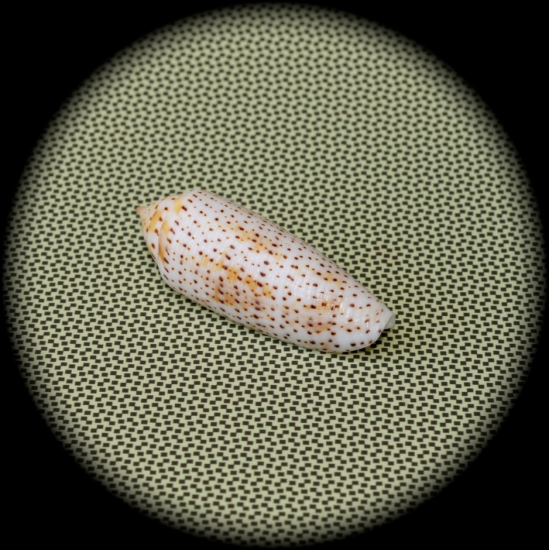 nussatella - Conidae Conus (Hermes) nussatella  Linnaeus, 1758 _3010