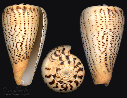 Conus (Dendroconus) suratensis  Hwass in Bruguière, 1792 C_sura10