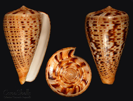 Conus (Dendroconus) suratensis  Hwass in Bruguière, 1792 C_sura11