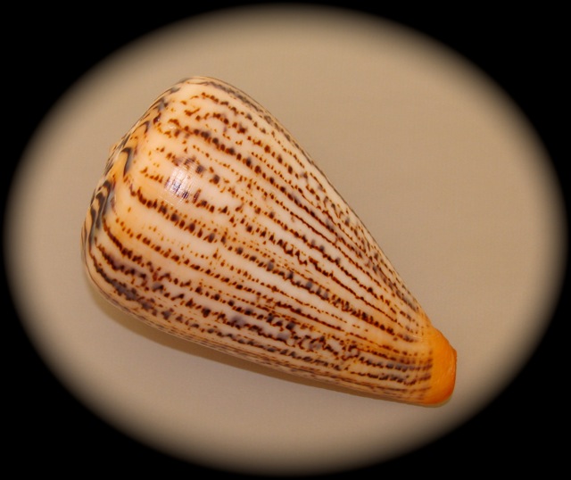 Conus (Dendroconus) suratensis  Hwass in Bruguière, 1792 Dsc09110
