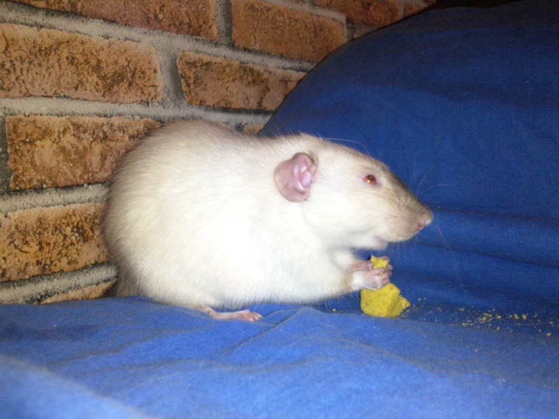 Nesquick, un rat exceptionnel. Photo010