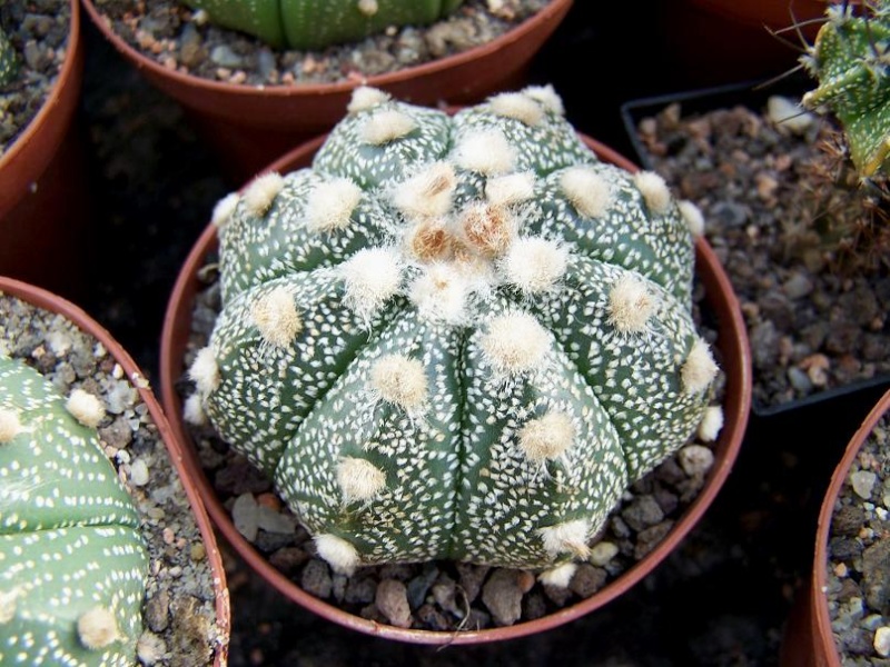 Astrophytum Kultivare 213