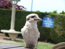 kookaburra appelé aussi la jacasse Austra10