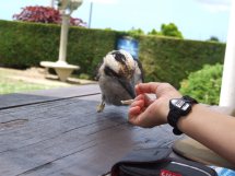 kookaburra appelé aussi la jacasse Austra12