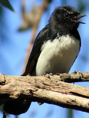 Les oiseaux des jardins australiens Austra14