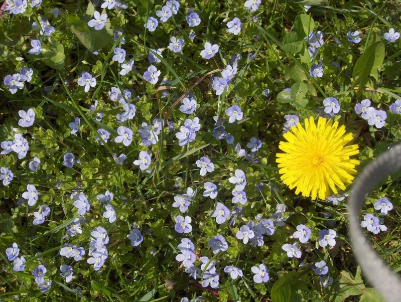 un pissenlit imménse Fleurs12