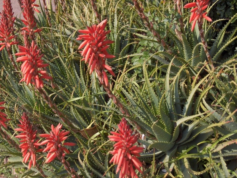 Floraisons de succulentes et cactées - Page 4 Hpim2024