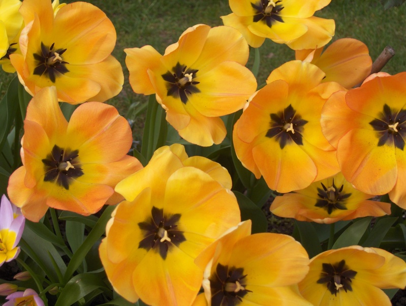 les tulipes Hpim2110