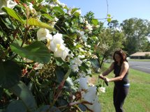 Fleurs du bout du monde- floraisons exotiques - Page 2 Jasmin10