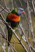 Les oiseaux des jardins australiens Lorike10