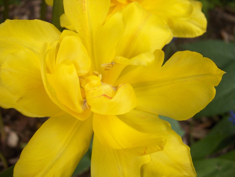 floraisons macro - Page 3 Narcis16