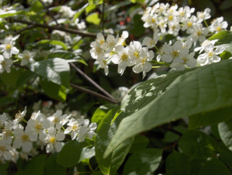 Floraisons du mois d'avril Petit_11