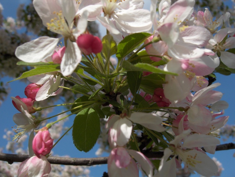 Floraisons du mois d'avril Pommie12