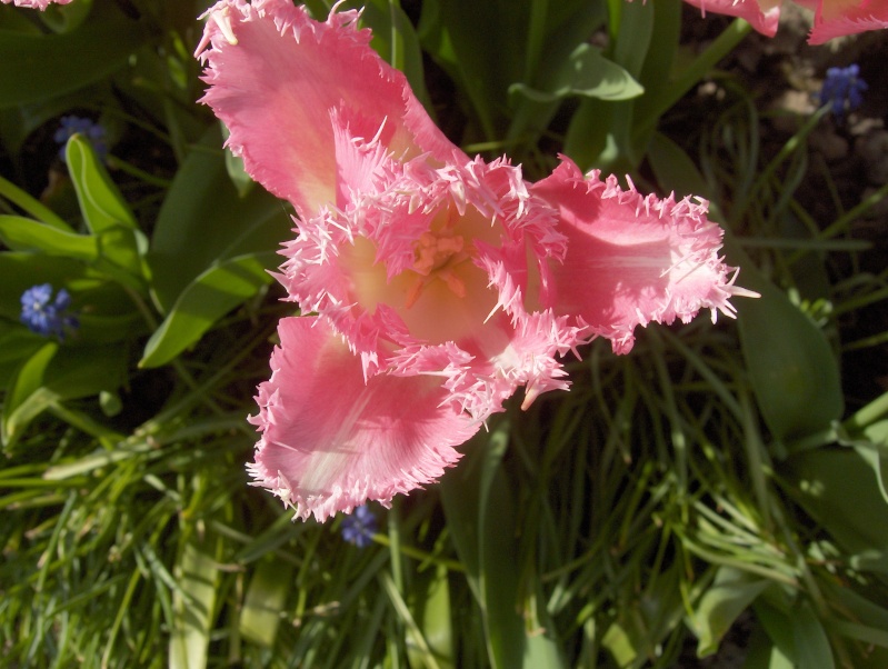 floraisons macro - Page 4 Tulipe13
