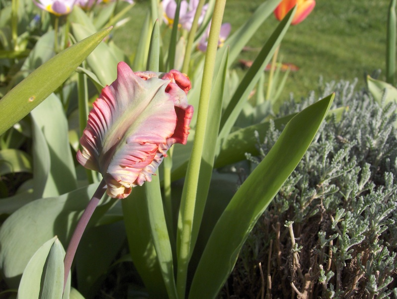 floraisons macro - Page 4 Tulipe16
