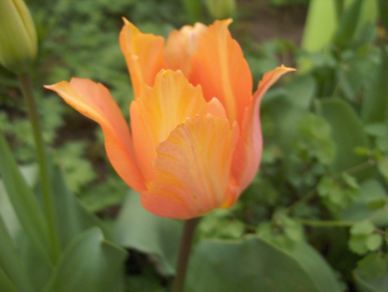 floraisons macro - Page 4 Tulipe18