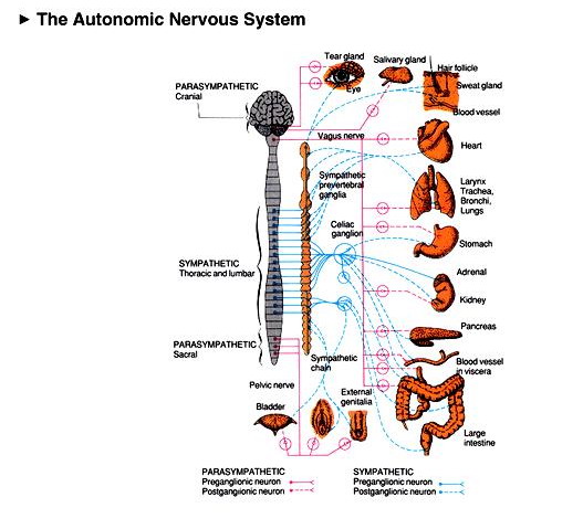 معلومات اساسية عن الجهاز العصبي 1_121611