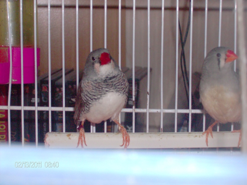 nouvelle amies des oiseaux 2011_115