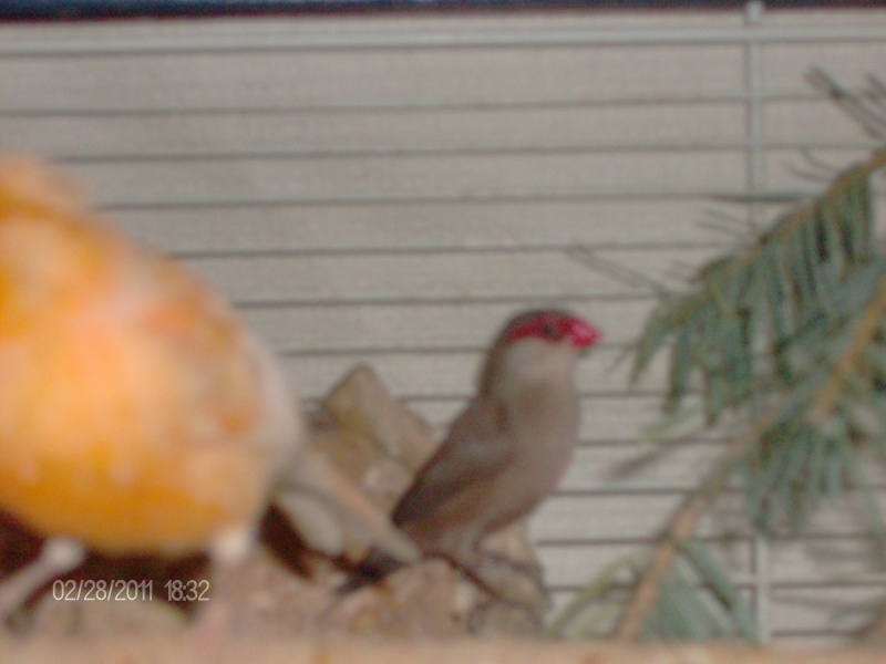 nouvelle amies des oiseaux 2011_219