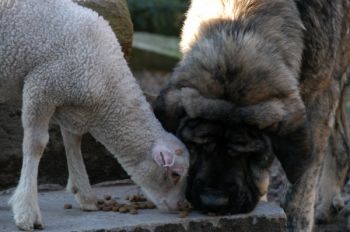 moutons - Le domaine de Kerbillio, ses chiens et ses moutons Resize10