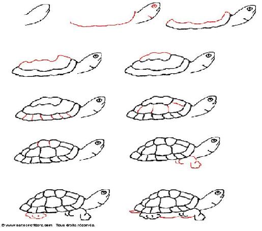 Apprendre à dessiner une tortue: Tprtue10