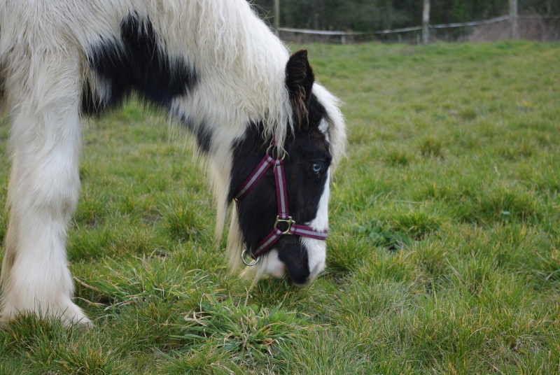 New Pics P12 : Cairnview Archy, 4 ans 7 mois!!!! _igp6511