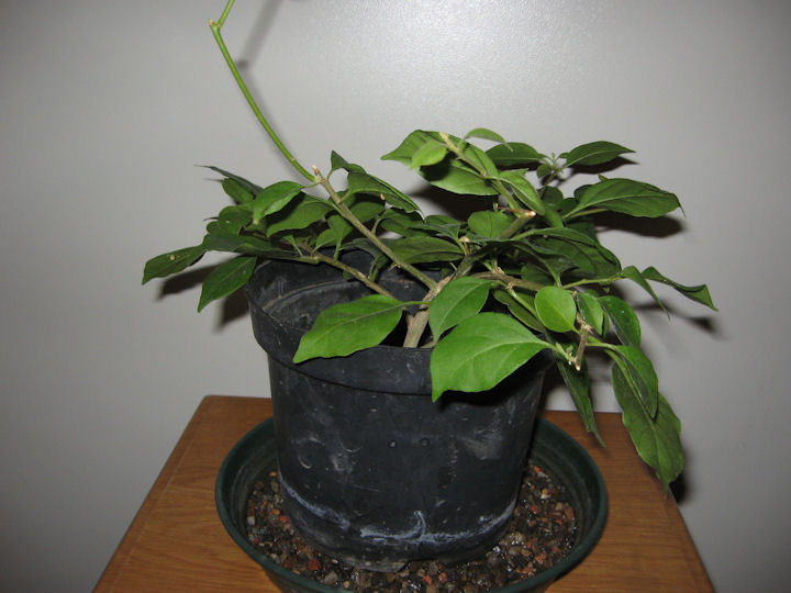 Bouganville (forse bonsai tra qualche anno) Img_0013