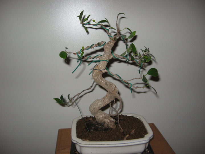 Ficus Retusa da impostare Img_0018