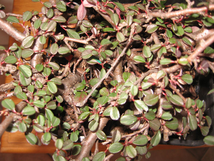 Cotoneaster salicifolia da impostare Img_0112