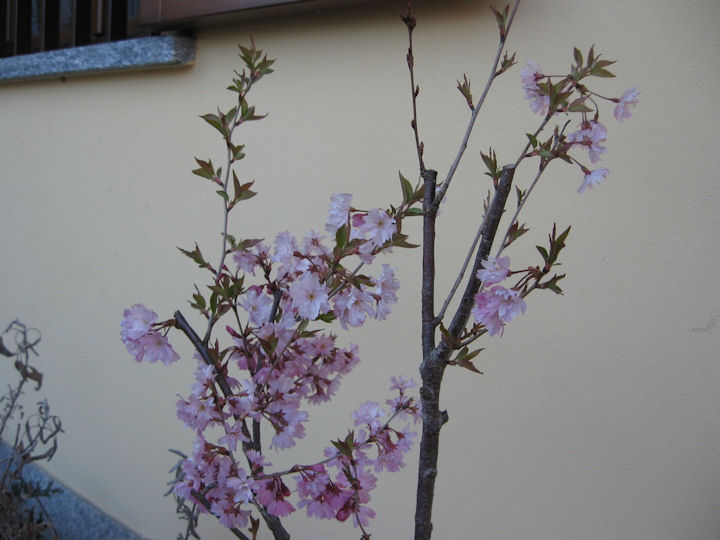 Prunus nipponica ruby da...costruire... Img_3318