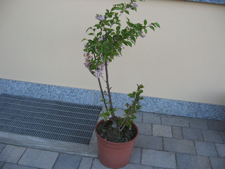Prunus nipponica ruby da...costruire... Img_3423