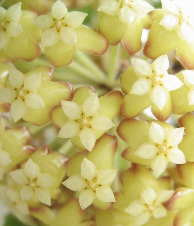 Hoya crassicaulis 02210