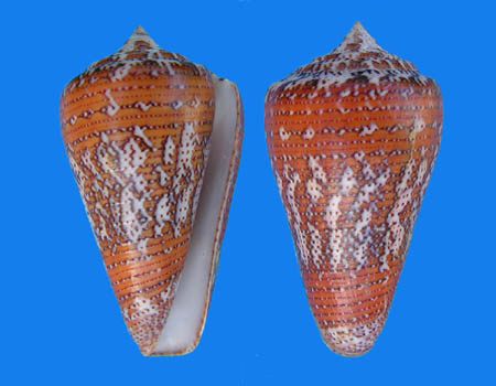 Conus deperditus - Conus (Stephanoconus) cedonulli   Linnaeus, 1767 Ceduno10
