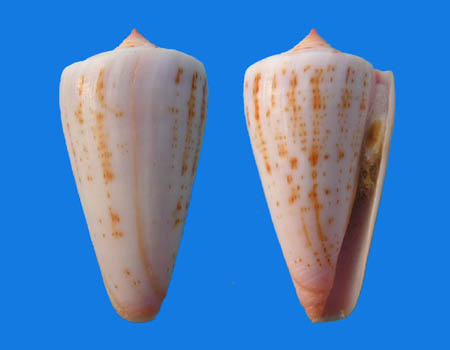 Conus (Dauciconus) daucus  Hwass in Bruguière, 1792 Conus_33