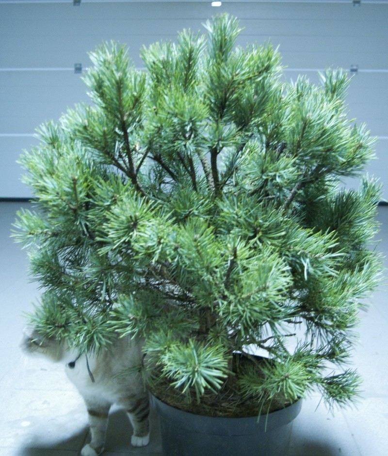 pinus sylvestris watereri Pinus_10
