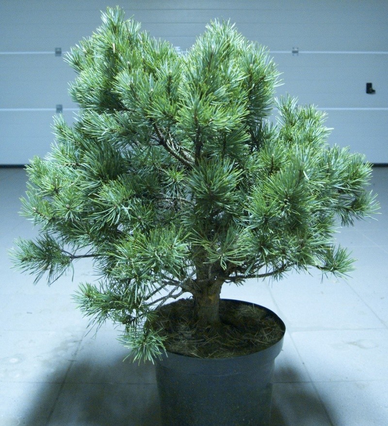pinus sylvestris watereri Pinus_11