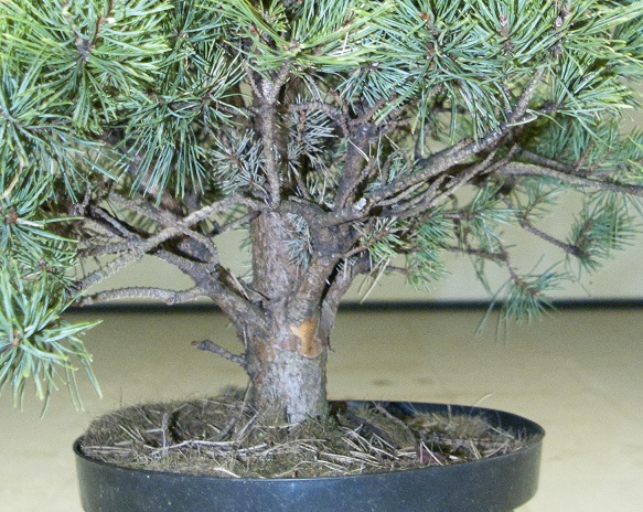 pinus sylvestris watereri Pinus_12