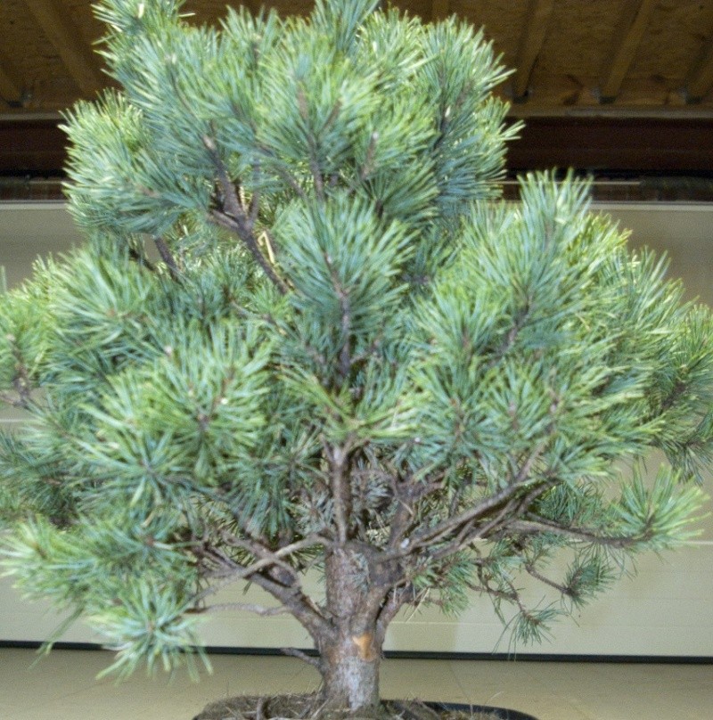 pinus sylvestris watereri Pinus_13