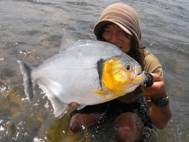 Pygocentrus natterreri(piranhas) bac 600l biotope amazonien 12392710